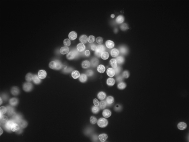 mc25 @΢DƬ1